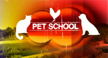 Pet School wins Emmy!